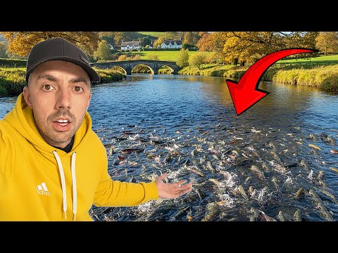 Видео: ЭТА РЕКА ПОЛНА РЫБЫ