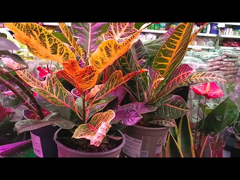 Видео: 🪴🐝ЛЕМАНА ПРО🌿🌸ОБЗОР ЦВЕТОВ