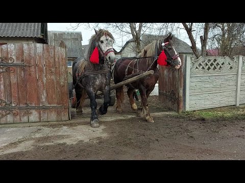 Видео: 📺🏗🚨ФУНТ "ALL INCLUSIVE " 5⭐️ЖЕРЕБЕЦЬ НА ПРОДАЖ⛓️🚜🎯🔥💪