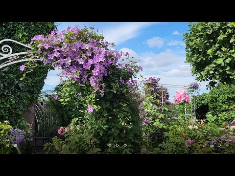 Видео: КЛЕМАТИСЫ. 2х и 3х летки. Развитие, рост и  корневая саженцев!