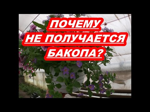 Видео: ПОЧЕМУ НЕ ПОЛУЧАЕТСЯ БАКОПА?