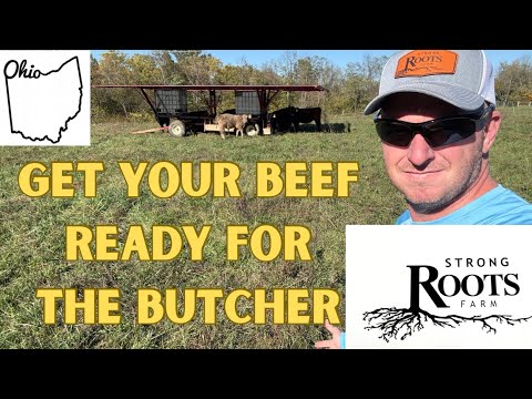 Видео: Откорм крупного рогатого скота, правильное выращивание говядины