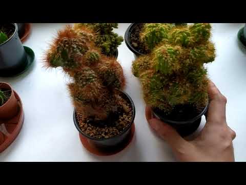Видео: Cereus peruvianus monstruosa (Разновидности этого кактуса + миниобзор других растений)