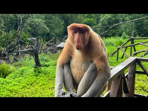 Видео: Борнео (Borneo) Малайзия, Кота-Кинабалу, Сандакан, Сепилок, остров Селинган, Долина Данум 2024