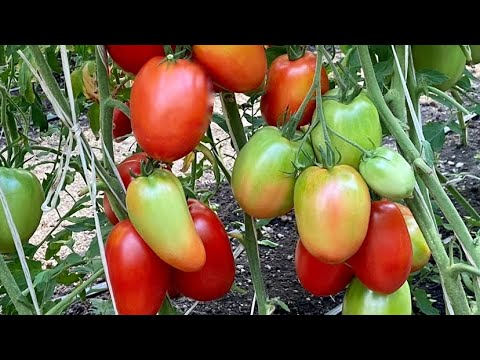 Видео: Минусинские сорта томатов.