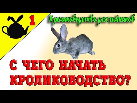 Видео: С ЧЕГО НАЧАТЬ КРОЛИКОВОДСТВО / Кролиководство для чайников 1