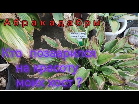 Видео: Хосты -  абракадабры !    Кто  похитил  красоту  моих  хост ?  А  может  -  это  моя  вина ?