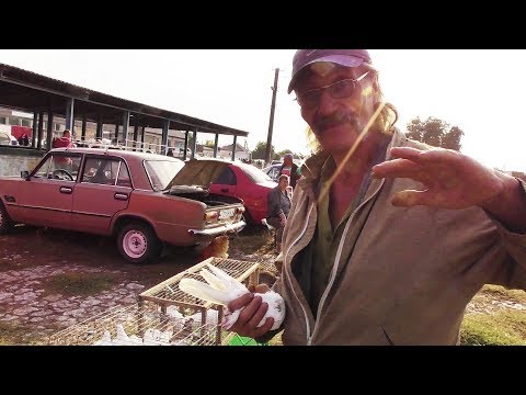 Видео: О Будапештских - высоколетных голубях 14.09.19