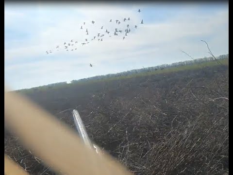 Видео: Охота на гусей весна 2023г