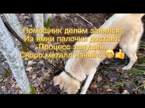 Видео: По всему лесу разбросано много металла.