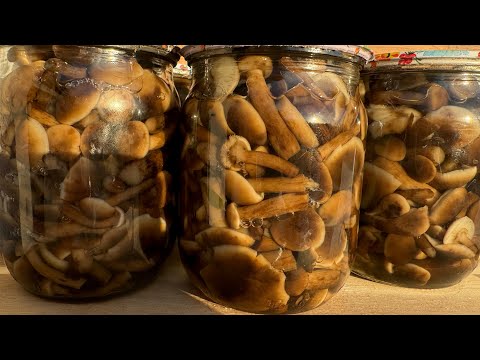 Видео: Рецепт з Карпат.Мариновані опеньки. Маринад універсальний, підходить для будь яких грибів.
