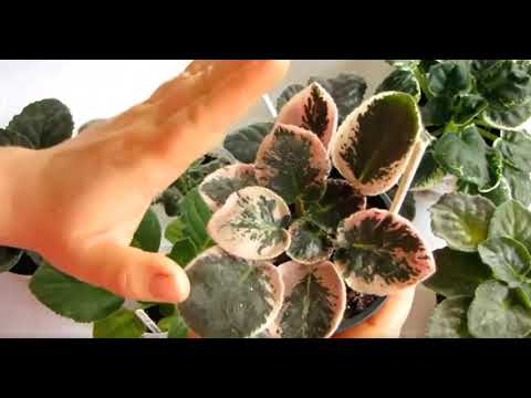Видео: У фиалки ГУСТАЯ / ЗАБИВАЕТСЯ середина Клещ на фиалках Как определить что фиалка заболела. Юлия Датта