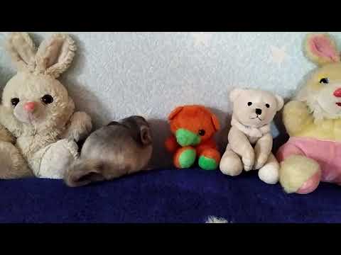 Видео: Шиншиллы породы ! Шиншилла  мозаика . Шиншилла бежевая. Chinchilla