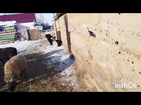 Видео: Шаруашылыққа шолу