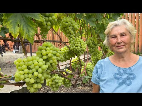 Видео: #25/8 Беларусь. 23.08.2025. В гостях на винограднике семьи Слепчуков. Часть вторая