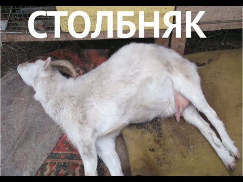 Видео: СТОЛБНЯК У КОЗ. СЛУЧАИ ИЗ ПРАКТИКИ