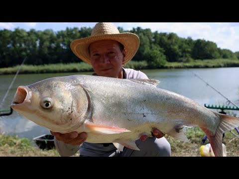 Видео: Поймал толстолобика, тут рыба есть и разная