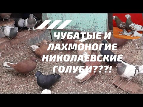 Видео: Чубатые и лахмоногие николаевские голуби???!