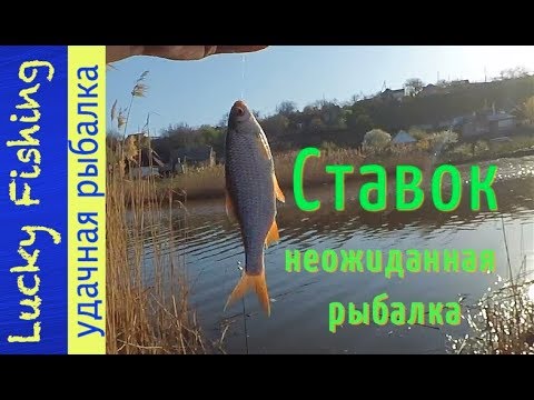 Видео: РЫБАЛКА на сельском ставке I Неожиданный результат
