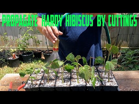 Видео: Размножение морозостойкого гибискуса черенками