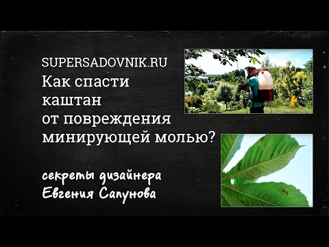 Видео: Как спасти каштан от повреждения минирующей молью?