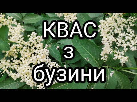 Видео: Квас з бузини, охолоджуючий та вітамінний напій