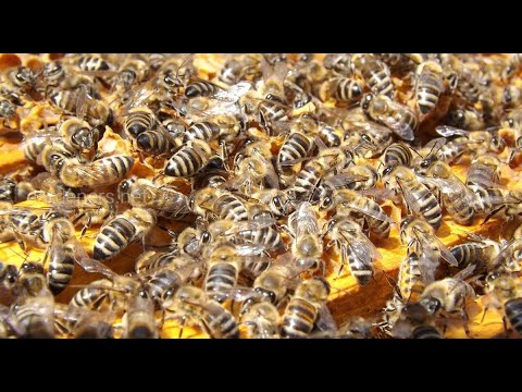 Видео: Первая работа на пасеке весной