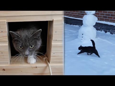 Видео: Уличные кошки встретили морозы в тёплом доме.