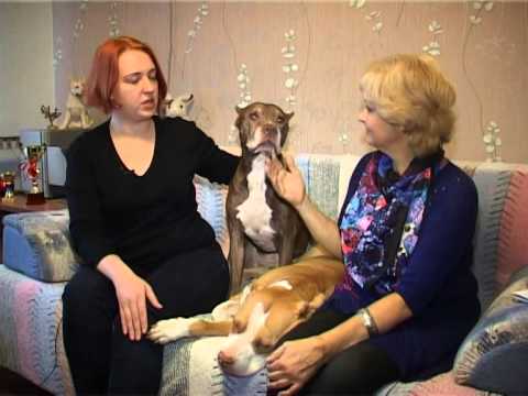 Видео: Американский питбультерьер (АПБТ)