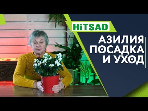 Видео: Проблемы с Азалией ✔️ Уход за Азалией 🌺 Советы от Хитсад ТВ