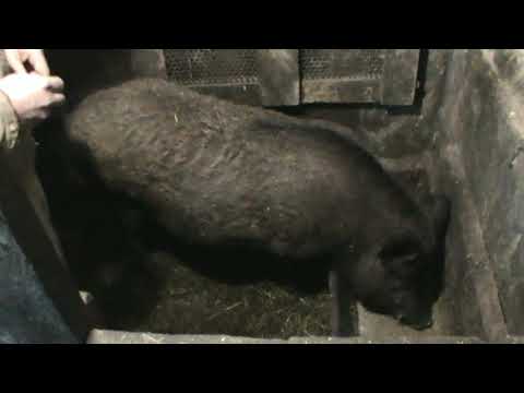 Видео: Вес кабана породы кармал в 11 месяцев / The weight of the wild boar in 11 months