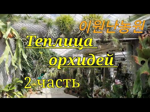 Видео: Теплица орхидей 2 часть.이원난농원.