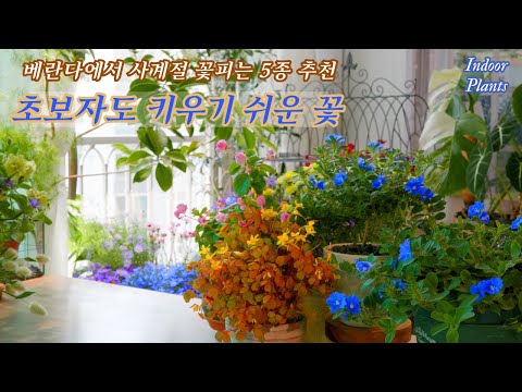 Видео: 5 недорогих цветов, которые легко выращивать даже новичкам и которые цветут круглый год (часть 3)
