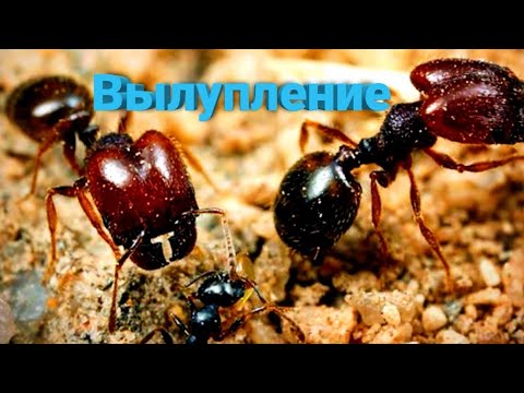 Видео: The ants:Underground Kingdom Вылупление солдат
