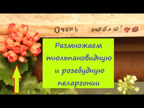 Видео: Размножение Тюльпановидной и Розебудной пеларгонии. Черенков мало, нельзя ошибиться с черенкованием