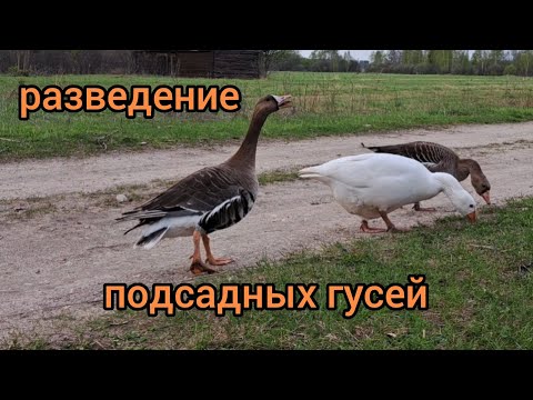 Видео: Разведение подсадных ( манных ) гусей. Четвёртый сезон.