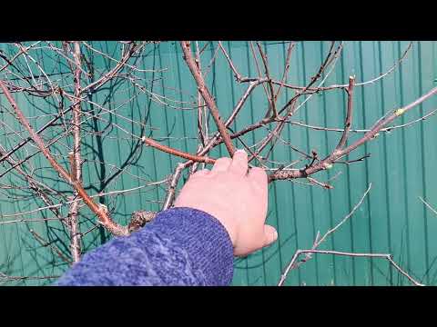 Видео: Обрізка вишні