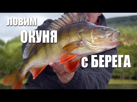 Видео: Ловля окуня с берега на каролинскую оснастку | Рыбалка с FishingSib 2018