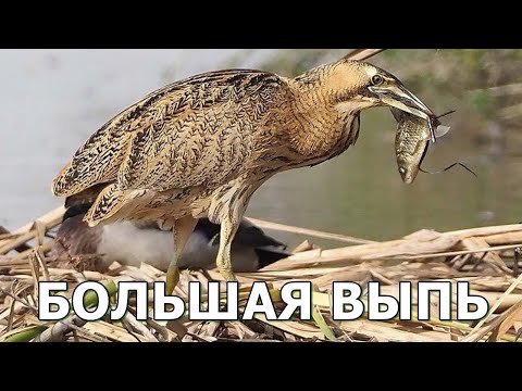 Видео: БОЛЬШАЯ ВЫПЬ - Душераздирающая крикунья