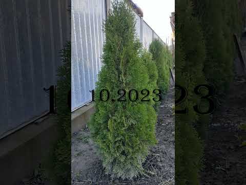 Видео: Бозарша Smaragd #garden #сад