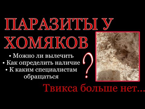 Видео: ПАРАЗИТЫ/ГЛИСТЫ У ХОМЯКОВ. ТВИКСА БОЛЬШЕ НЕТ..