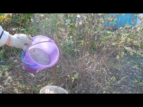 Видео: Подготовка жимолости зиме