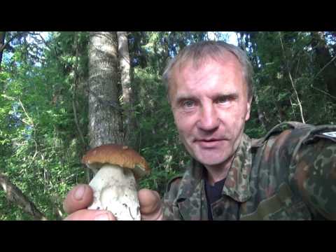 Видео: Интересный поход за Белыми грибами.