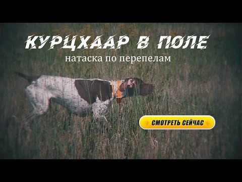 Видео: Натаска и тренировка  НЕМЕЦКОЙ ЛЕГАВОЙ по перепелам
