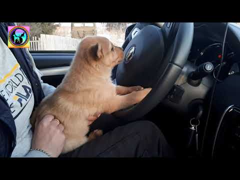 Видео: Бездомный щенок из заброшенного дома едет домой Остальных щенят пока не разбирают animal shelter