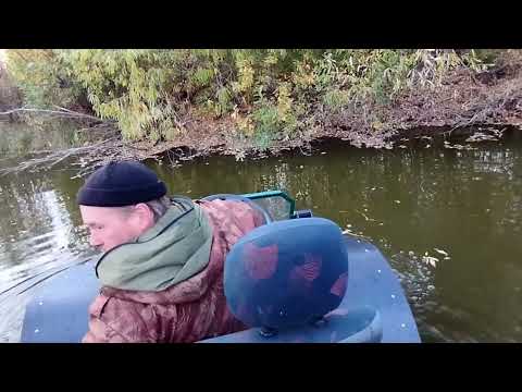 Видео: косач а он точно плавает?