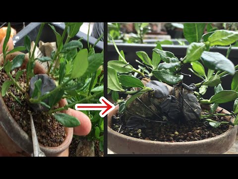 Видео: шокирует! ! Бонсай из гардении, потерявший корни и листья, будет возрожден мастером Shohin Bonsai,