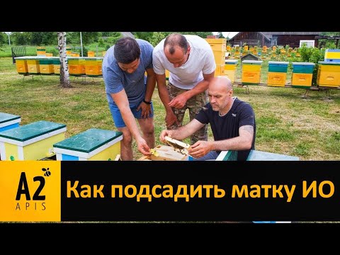 Видео: Как подсадить #матку ИО (искусственного осеменения)