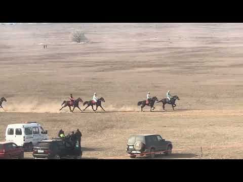 Видео: Бышты жорго. Камбар Ата федерациясынын кубогу