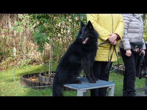 Видео: ДТ-184. Кусачий грюнендаль - честный разговор